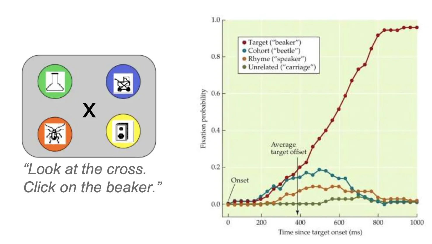 Eye-tracking reveals word competition